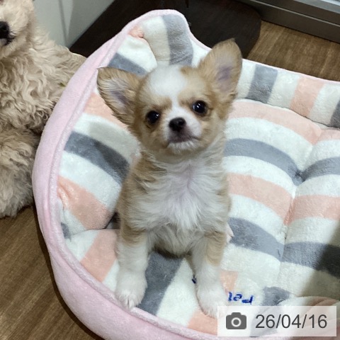 鳥取県のチワワ(ロング) (ペッツワン 日吉津店/2026年2月7日生まれ/男の子/フォーンホワイト)の子犬の4枚目の画像