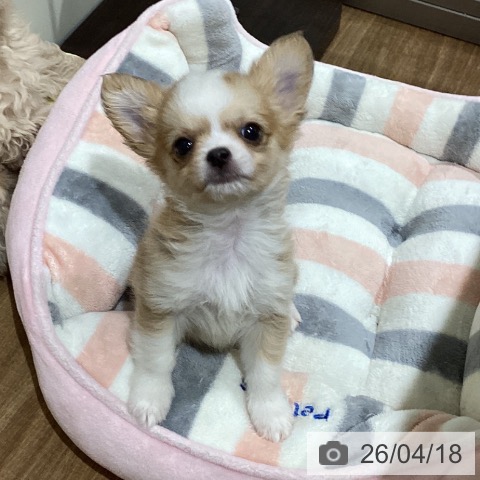 鳥取県のチワワ(ロング) (ペッツワン 日吉津店/2026年2月7日生まれ/男の子/フォーンホワイト)の子犬の3枚目の画像