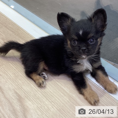 岡山県のチワワ(ロング) (ペットプラス 岡山店/2026年2月7日生まれ/女の子/ブラッククリーム)の子犬の3枚目の画像