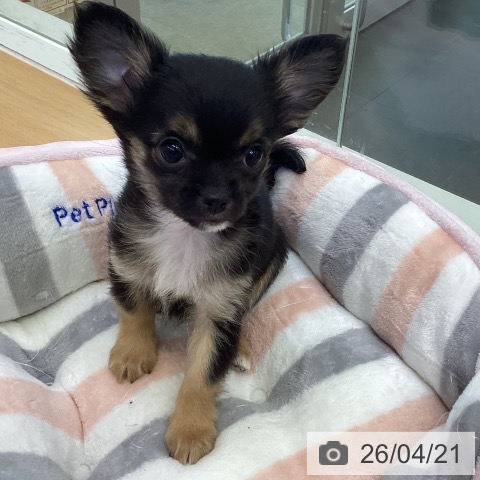 香川県のチワワ(ロング) (ペットプラス 綾川店/2026年2月7日生まれ/女の子/ブラッククリーム)の子犬の4枚目の画像