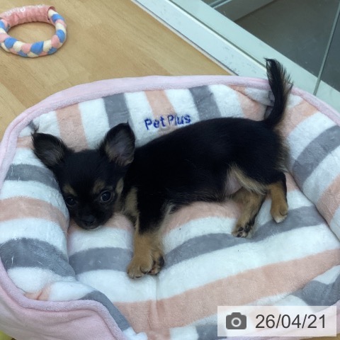 香川県のチワワ(ロング) (ペットプラス 綾川店/2026年2月7日生まれ/女の子/ブラッククリーム)の子犬の3枚目の画像