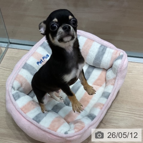 千葉県のチワワ(ロング) (ペットプラス 柏店/2026年2月7日生まれ/男の子/ブラッククリーム)の子犬の4枚目の画像