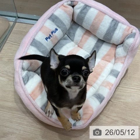 千葉県のチワワ(ロング) (ペットプラス 柏店/2026年2月7日生まれ/男の子/ブラッククリーム)の子犬の3枚目の画像