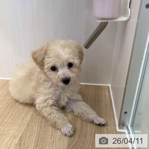 愛媛県のトイプードル(トイ) (ペットプラス 新居浜店/2026年2月6日生まれ/男の子/クリーム)の子犬の3枚目の画像