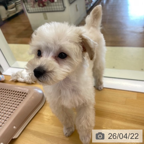 香川県のトイプードル(トイ) (ペットプラス 高松店/2026年2月6日生まれ/男の子/クリーム)の子犬の4枚目の画像