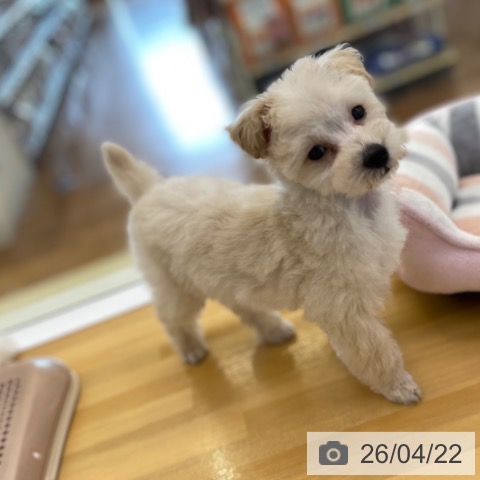 香川県のトイプードル(トイ) (ペットプラス 高松店/2026年2月6日生まれ/男の子/クリーム)の子犬の3枚目の画像