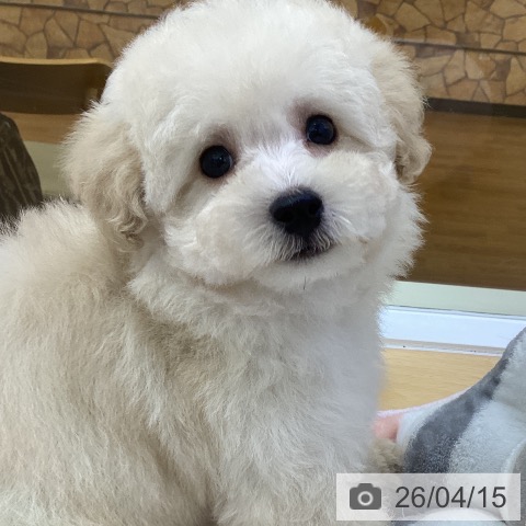 香川県のトイプードル(トイ) (ペットプラス 綾川店/2026年2月6日生まれ/男の子/クリーム)の子犬の4枚目の画像