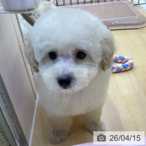 香川県のトイプードル(トイ) (ペットプラス 綾川店/2026年2月6日生まれ/男の子/クリーム)の子犬の3枚目の画像