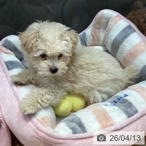 岡山県のトイプードル(トイ) (ペットプラス 岡山店/2026年2月6日生まれ/男の子/クリーム)の子犬の3枚目の画像