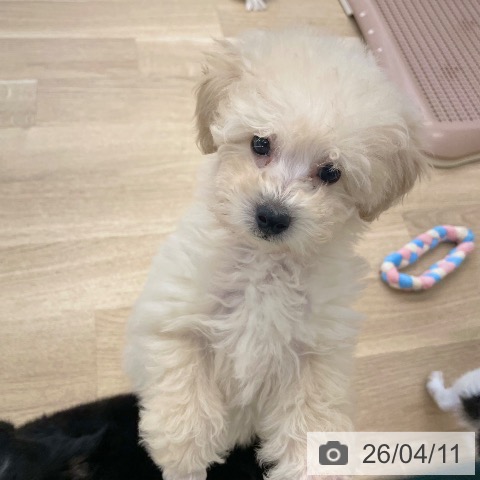 愛媛県のトイプードル(トイ) (ペットプラス 新居浜店/2026年2月6日生まれ/女の子/クリーム)の子犬の4枚目の画像
