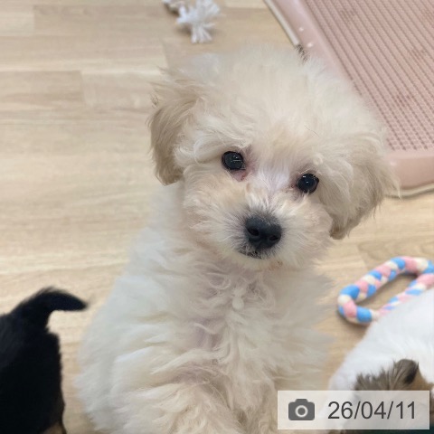 愛媛県のトイプードル(トイ) (ペットプラス 新居浜店/2026年2月6日生まれ/女の子/クリーム)の子犬の3枚目の画像