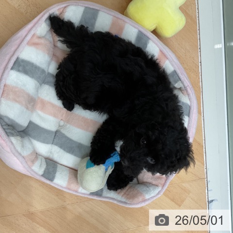 千葉県のトイプードル(トイ) (ペットプラス 成田店/2026年2月5日生まれ/男の子/ブラック)の子犬の4枚目の画像