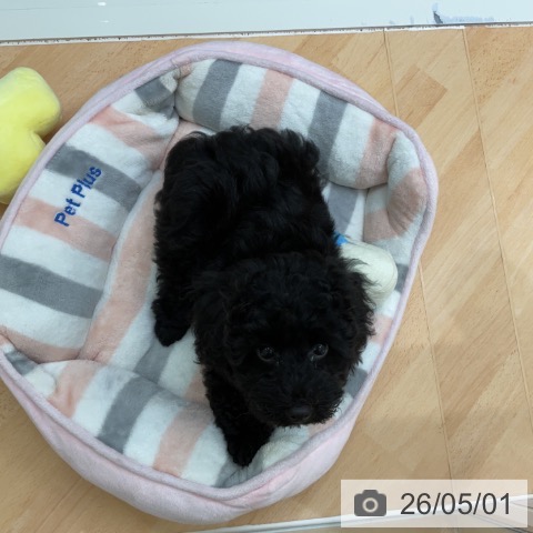 千葉県のトイプードル(トイ) (ペットプラス 成田店/2026年2月5日生まれ/男の子/ブラック)の子犬の3枚目の画像
