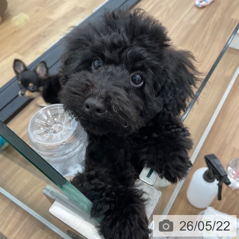 茨城県のトイプードル(トイ) (ペッツワン つくば店/2026年2月5日生まれ/男の子/ブラック)の子犬の3枚目の画像