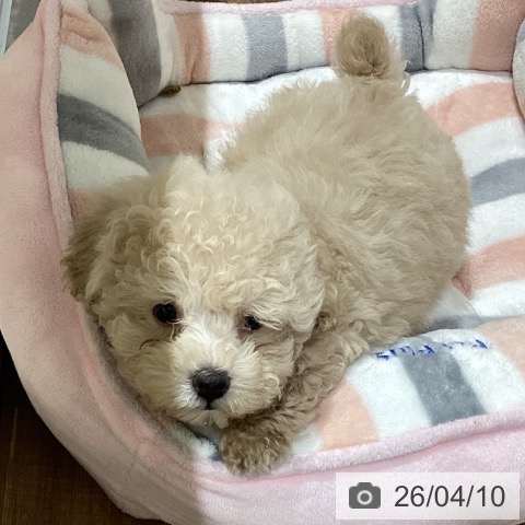 鳥取県のトイプードル(トイ) (ペッツワン 日吉津店/2026年2月5日生まれ/男の子/クリーム)の子犬の4枚目の画像