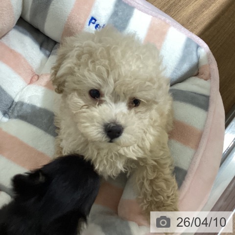 鳥取県のトイプードル(トイ) (ペッツワン 日吉津店/2026年2月5日生まれ/男の子/クリーム)の子犬の3枚目の画像