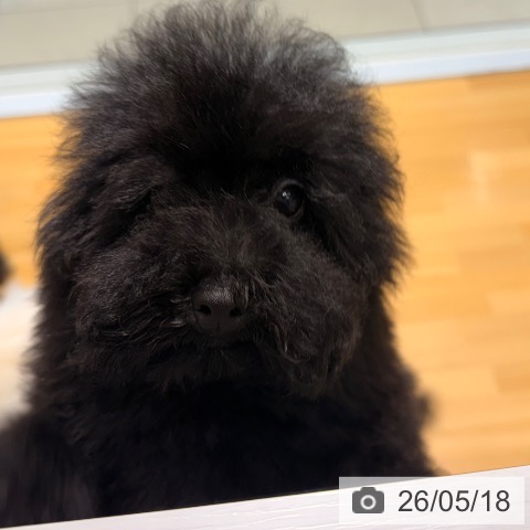 埼玉県のトイプードル(トイ) (ペットプラス 与野店/2026年2月5日生まれ/女の子/ブラック)の子犬の4枚目の画像