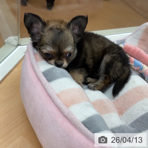 埼玉県のチワワ(ロング) (ペットプラス 浦和美園店/2026年2月2日生まれ/女の子/レッドセーブル)の子犬の3枚目の画像