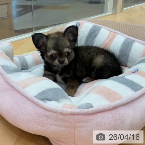 埼玉県のチワワ(ロング) (ペットプラス 浦和美園店/2026年2月2日生まれ/女の子/レッドセーブル)の子犬の4枚目の画像