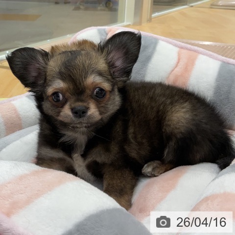 埼玉県のチワワ(ロング) (ペットプラス 浦和美園店/2026年2月2日生まれ/女の子/レッドセーブル)の子犬の3枚目の画像