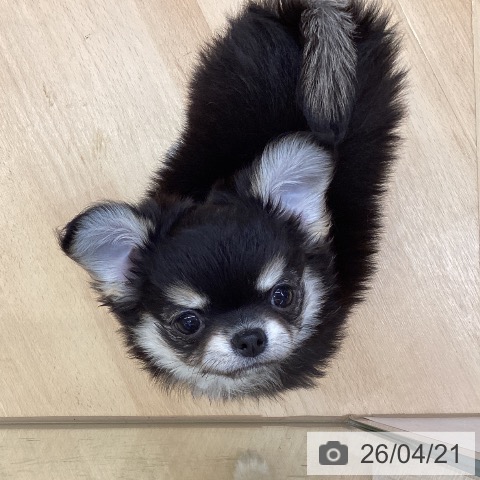 埼玉県のチワワ(ロング) (ペットプラス 浦和美園店/2026年2月3日生まれ/女の子/ブラッククリーム)の子犬の3枚目の画像