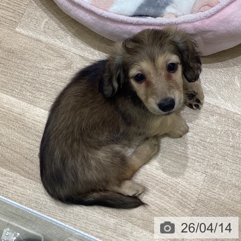 ミニチュア・ダックスフンドの写真