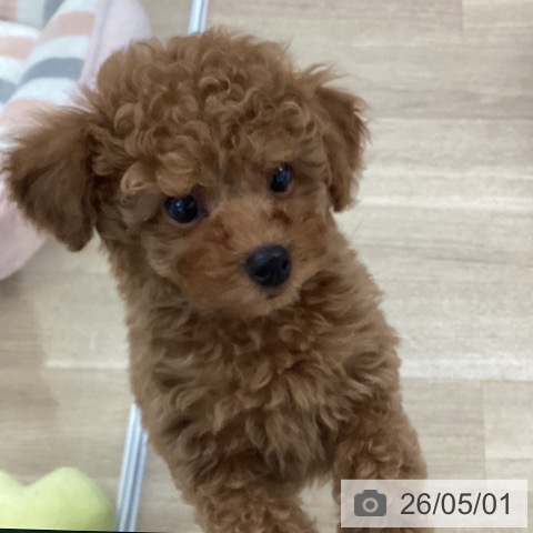 愛媛県のトイプードル(トイ) (ペットプラス 新居浜店/2026年2月11日生まれ/男の子/アプリコット)の子犬の3枚目の画像