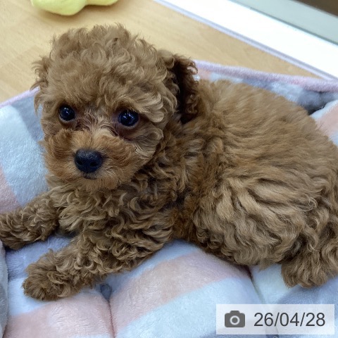 香川県のトイプードル(トイ) (ペットプラス 綾川店/2026年2月11日生まれ/女の子/アプリコット)の子犬の4枚目の画像