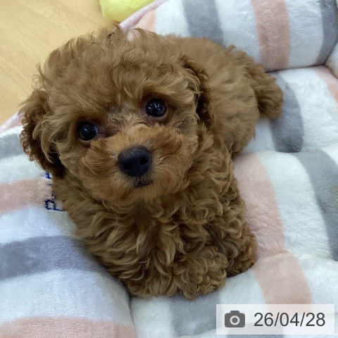 香川県のトイプードル(トイ) (ペットプラス 綾川店/2026年2月11日生まれ/女の子/アプリコット)の子犬の3枚目の画像