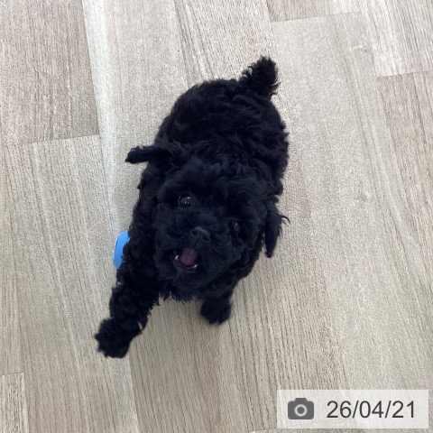 トイ・プードルの写真