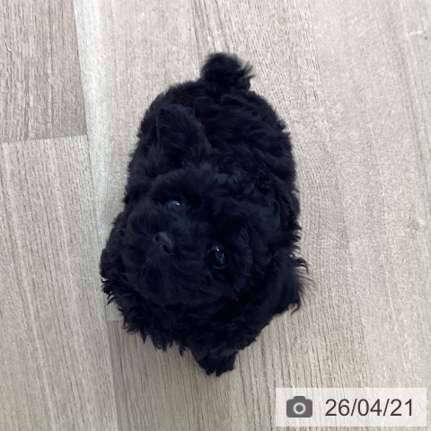 トイ・プードルの写真