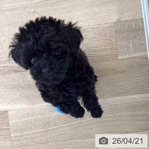 トイ・プードルの写真