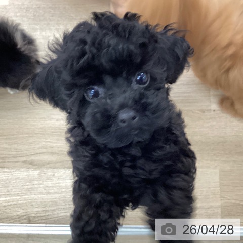 愛媛県のトイプードル(トイ) (ペットプラス 新居浜店/2026年2月11日生まれ/女の子/ブラック)の子犬の3枚目の画像