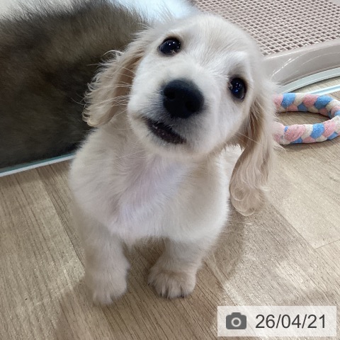 神奈川県のミニチュアダックスフンド(ロング) (ペットプラス ゆめが丘ソラトス店/2026年2月6日生まれ/男の子/クリーム)の子犬の4枚目の画像