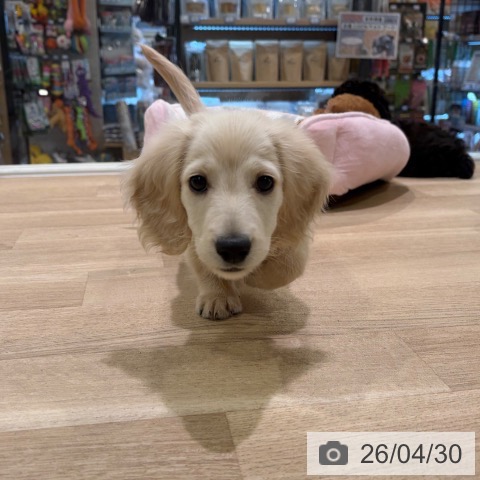 神奈川県のミニチュアダックスフンド(ロング) (ペットプラス ゆめが丘ソラトス店/2026年2月6日生まれ/男の子/クリーム)の子犬の4枚目の画像