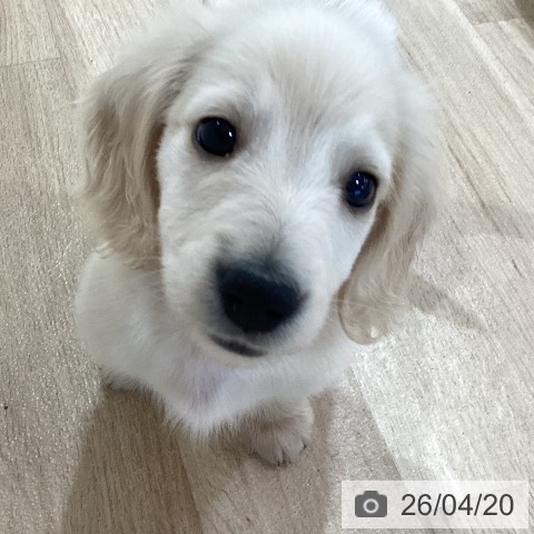 神奈川県のミニチュアダックスフンド(ロング) (ペットプラス ゆめが丘ソラトス店/2026年2月6日生まれ/男の子/クリーム)の子犬の3枚目の画像