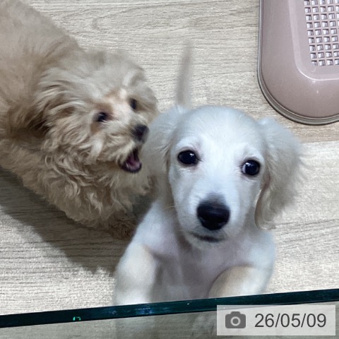 ミニチュア・ダックスフンドの写真