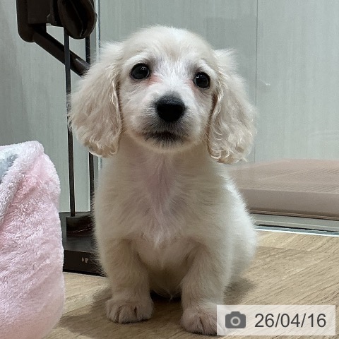 宮城県のミニチュアダックスフンド(ロング) (ペットプラス 仙台泉大沢店/2026年2月6日生まれ/男の子/クリーム)の子犬の4枚目の画像