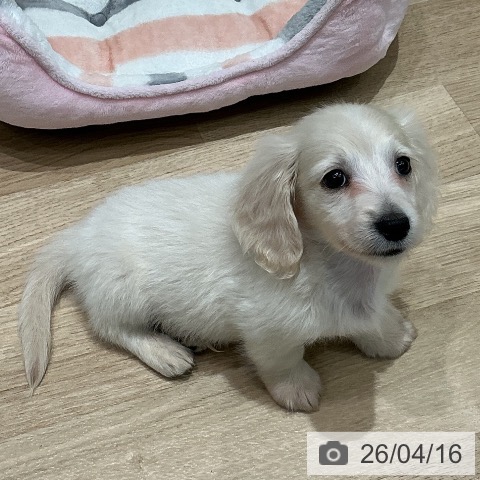 宮城県のミニチュアダックスフンド(ロング) (ペットプラス 仙台泉大沢店/2026年2月6日生まれ/男の子/クリーム)の子犬の3枚目の画像