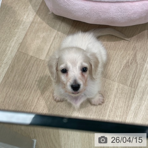 ミニチュア・ダックスフンドの写真