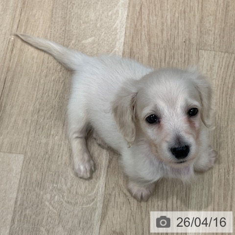 ミニチュア・ダックスフンドの写真