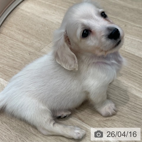 ミニチュア・ダックスフンドの写真