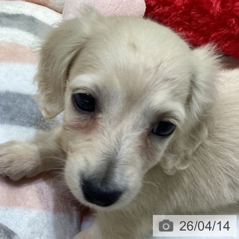 ミニチュア・ダックスフンドの写真