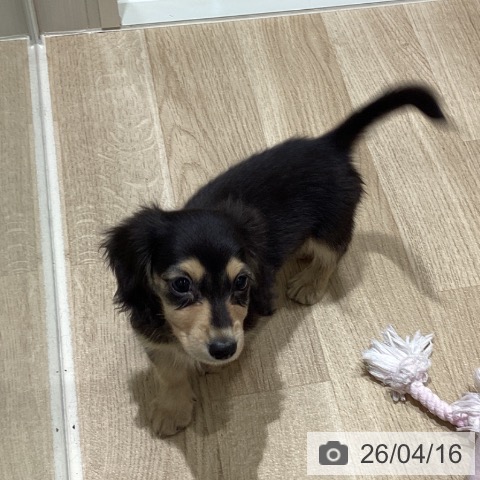 宮城県のカニンヘンダックスフンド(ロング) (ペットプラス 仙台上杉店/2026年2月9日生まれ/男の子/ブラックイエロー)の子犬の4枚目の画像