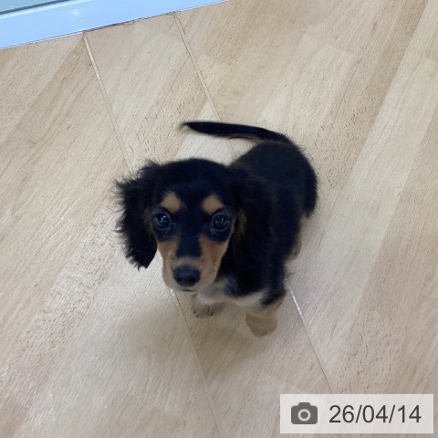 カニーンヘン・ダックスフンドの写真