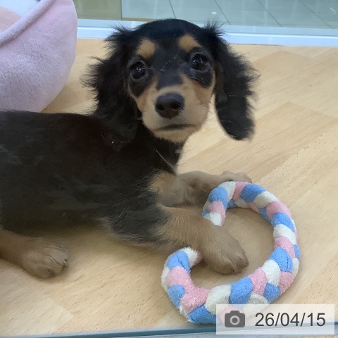 埼玉県のカニンヘンダックスフンド(ロング) (ペットプラス 羽生店/2026年2月9日生まれ/女の子/ブラックタン)の子犬の4枚目の画像