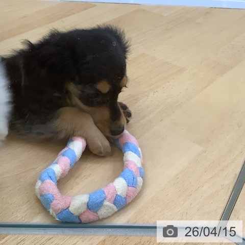 埼玉県のカニンヘンダックスフンド(ロング) (ペットプラス 羽生店/2026年2月9日生まれ/女の子/ブラックタン)の子犬の3枚目の画像