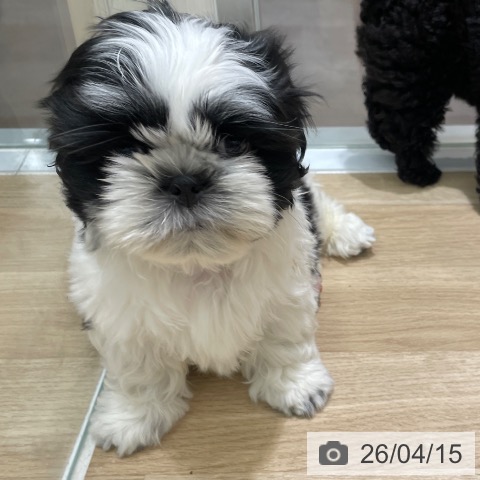 東京都のシーズー (ペットプラス MARK IS 葛飾かなまち店/2026年2月10日生まれ/男の子/ブラックホワイト)の子犬の3枚目の画像