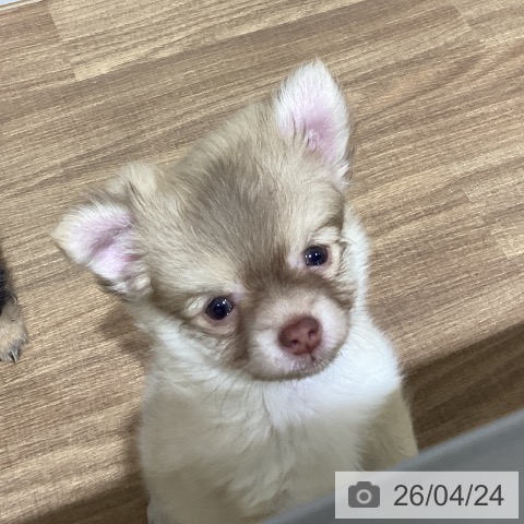 鳥取県のチワワ(ロング) (ペッツワン 日吉津店/2026年2月10日生まれ/男の子/チョコレートフォーン)の子犬の4枚目の画像