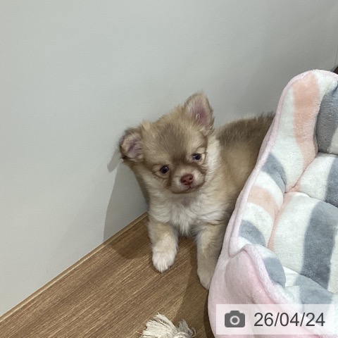 鳥取県のチワワ(ロング) (ペッツワン 日吉津店/2026年2月10日生まれ/男の子/チョコレートフォーン)の子犬の3枚目の画像